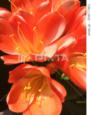 オレンジ色の君子蘭という花 オレンジ色の君子蘭という花 64677461