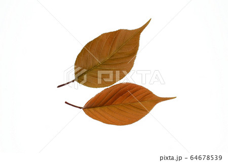 八重桜 　葉 64678539