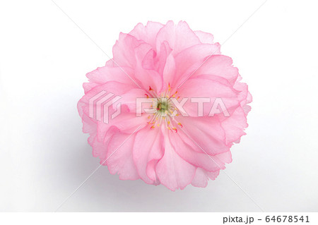 八重桜 花　花びら 64678541