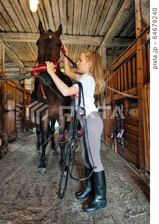 A teenage girl rider saddles a horse and puts a bridle on her. A teenage girl rider saddles a horse and puts a bridle on her. 64679240