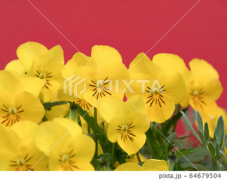 ビオラの花 64679504