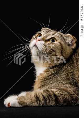 A cat with a smart look looking up. 64679681