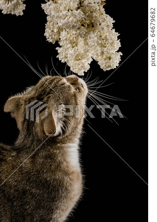 Cat with a branch of lilac. Spring has come Cat with a branch of lilac. Spring has come 64679682