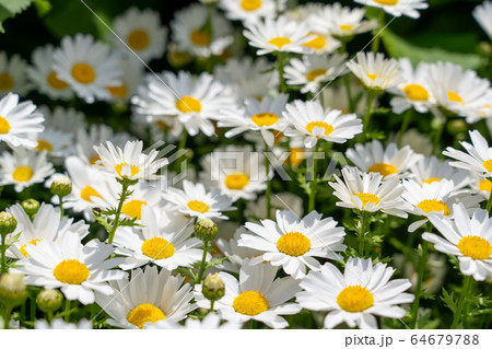 満開のマーガレット 64679788
