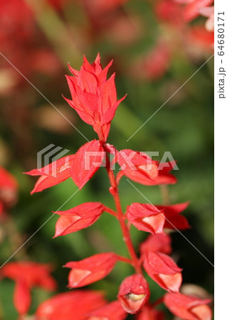 サルビア 64680171