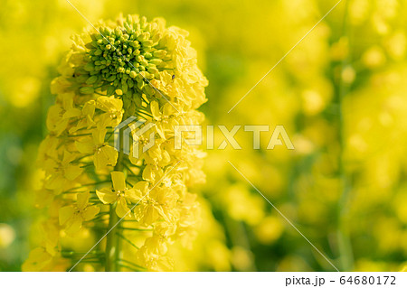 菜の花 菜の花 64680172