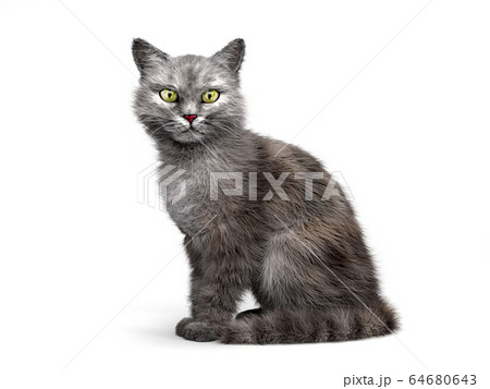 gray cat  sits and looks at the camera  3d  render on 