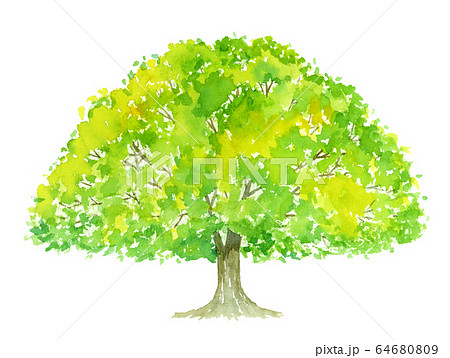 Big Tree Watercolor Illustration Stock Illustration