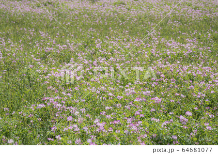 レンゲ畑 d-2 ソフトイメージ レンゲ畑 d-2 ソフトイメージ 64681077