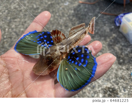 ホウボウ 幼魚 64681225