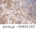 さくら満開 64681265