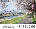 桜とこいのぼり 64681266