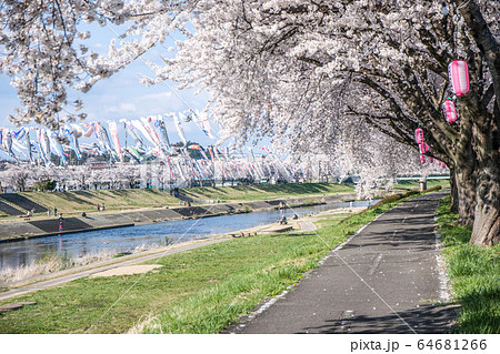 桜とこいのぼり 桜とこいのぼり 64681266