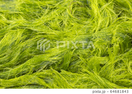 Freshwater green algae scientific name is Spirogyra sp. Freshwater green algae scientific name is Spirogyra sp. 64681843