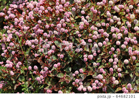 ヒメツルソバの花 ヒメツルソバの花 64682101