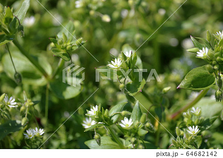 ハコベの花 ハコベの花 64682142