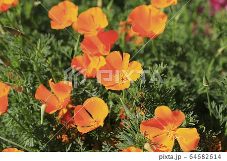 オレンジ色のカリフォルニアポピーの写真素材