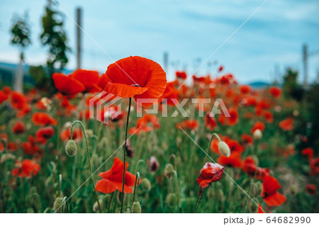 the red Field of poppies close up the red Field of poppies close up 64682990