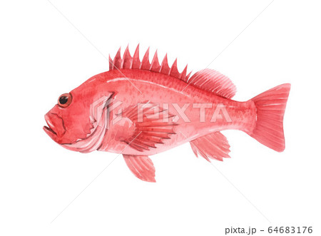 Beautiful stock illustration with watercolor hand drawn sea bass fish. Beautiful stock illustration with watercolor hand drawn sea bass fish. 64683176