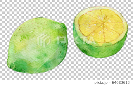 Watercolor illustration food food tropical fruit green lemon 64683613