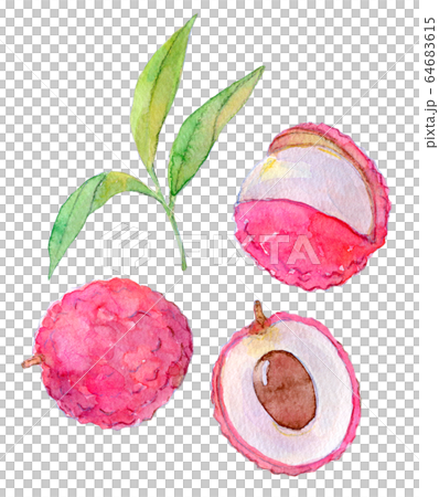 Watercolor illustration food food tropical fruit lychee Watercolor illustration food food tropical fruit lychee 64683615