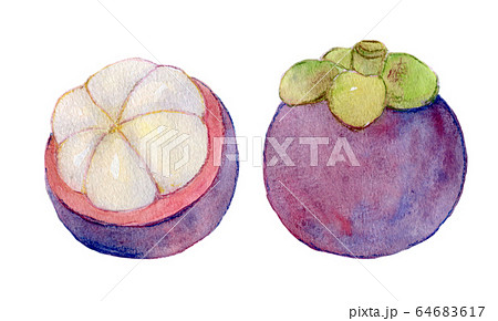 水彩イラスト 食品 食べ物 南国フルーツ マンゴスチンのイラスト素材