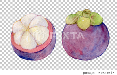 水彩イラスト　食品　食べ物　南国フルーツ　マンゴスチン 64683617