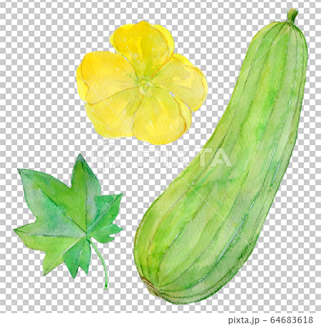水彩插圖食品食物絲瓜 64683618