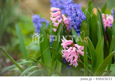 Spring fresh flowers. Spring Background with bokeh Spring fresh flowers. Spring Background with bokeh 64683631
