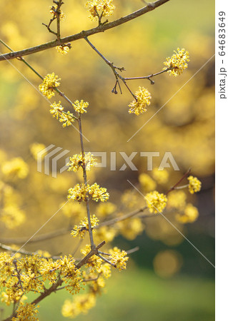 the early spring Cornelian cherry dogwood flower the early spring Cornelian cherry dogwood flower 64683649