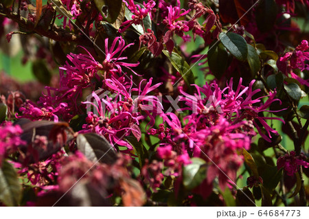 赤花まんさく 64684773