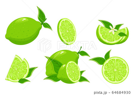 Fresh Lime Collectionのイラスト素材