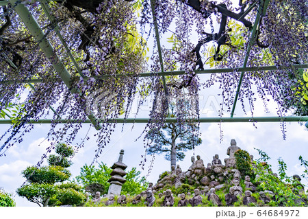 三重県　菰野町の五百羅漢　藤棚 64684972