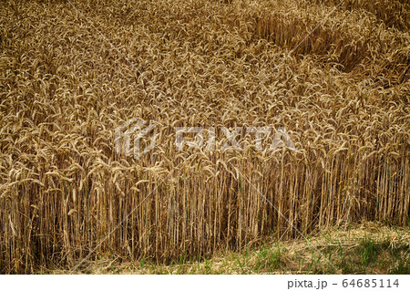 golden corn field 64685114