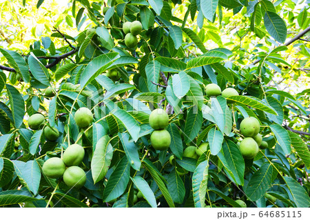 walnut tree texture 64685115