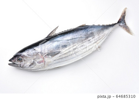 初がつお、初ガツオ、初カツオ、初かつお、初鰹、国産御前崎産の初鰹(4月中旬)約2.5〜3kgサイズ。 初がつお、初ガツオ、初カツオ、初かつお、初鰹、国産御前崎産の初鰹(4月中旬)約2.5〜3kgサイズ。 64685310