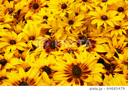 Bright yellow rudbeckia natural background 64685479