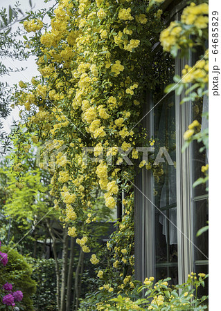 窓に垂れ下がる黄色いモッコウバラの写真素材