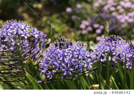 シラーベルビアナの花 64686142
