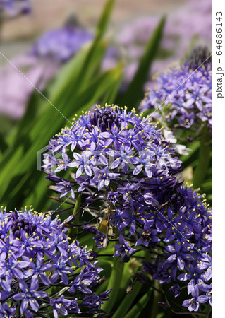 シラーベルビアナの花 64686143