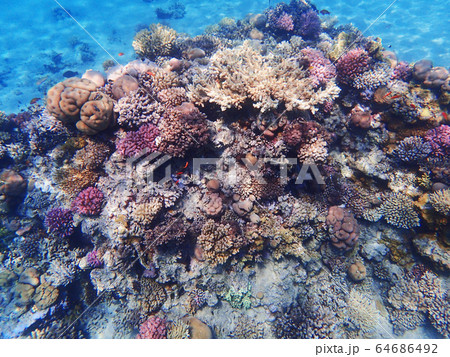 coral reef in egypt coral reef in egypt 64686492