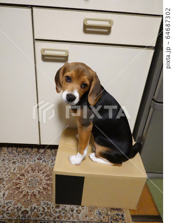 ビーグル　室内犬　中型犬　子犬　パピー　犬 64687302