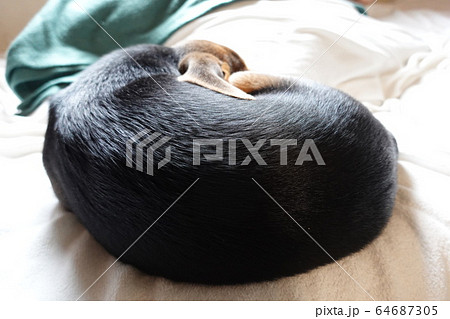 ビーグル 室内犬 中型犬 子犬 パピー 犬 ビーグル 室内犬 中型犬 子犬 パピー 犬 64687305