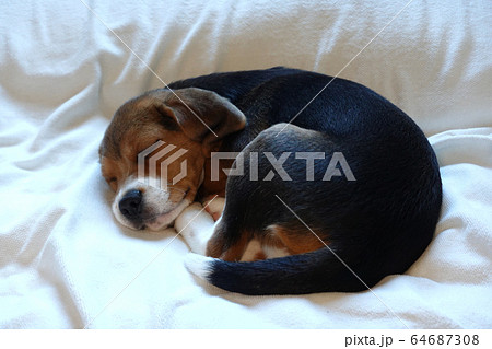 ビーグル　室内犬　中型犬　子犬　パピー　犬 64687308