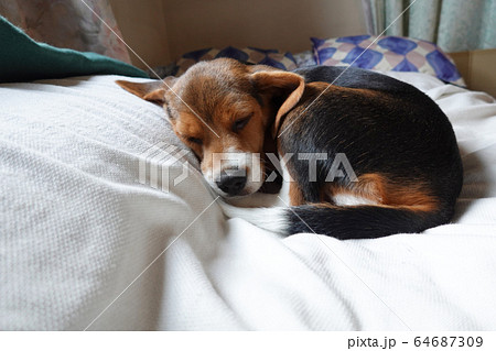 ビーグル　室内犬　中型犬　子犬　パピー　犬 64687309