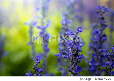 The background image of the colorful flowers The background image of the colorful flowers 64687535