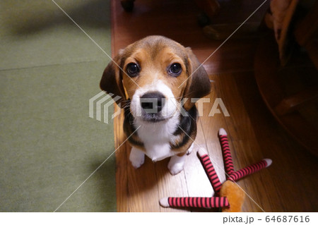 ビーグル 室内犬 中型犬 子犬 パピー 犬 ビーグル 室内犬 中型犬 子犬 パピー 犬 64687616