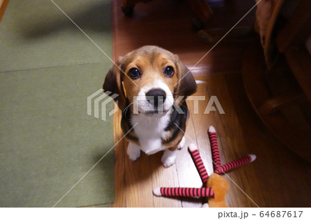 ビーグル　室内犬　中型犬　子犬　パピー　犬 64687617