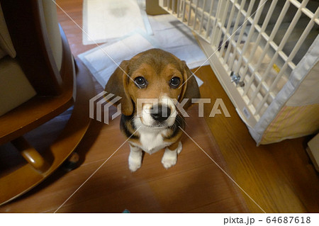 ビーグル　室内犬　中型犬　子犬　パピー　犬 64687618