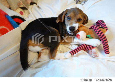 ビーグル 室内犬 中型犬 子犬 パピー 犬 ビーグル 室内犬 中型犬 子犬 パピー 犬 64687620